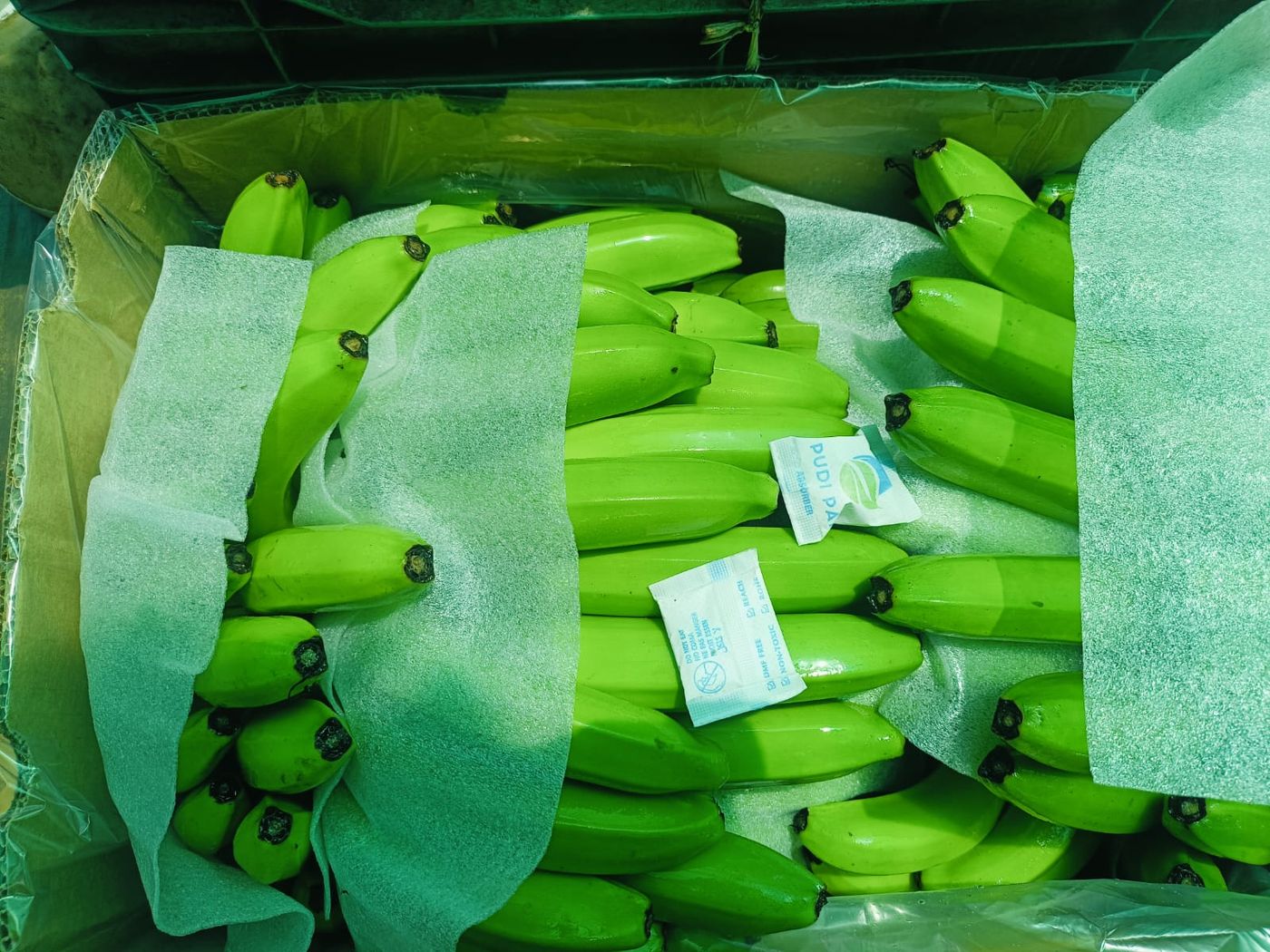 Fresh G9 bananas packed for export in a lined carton with foam sheets