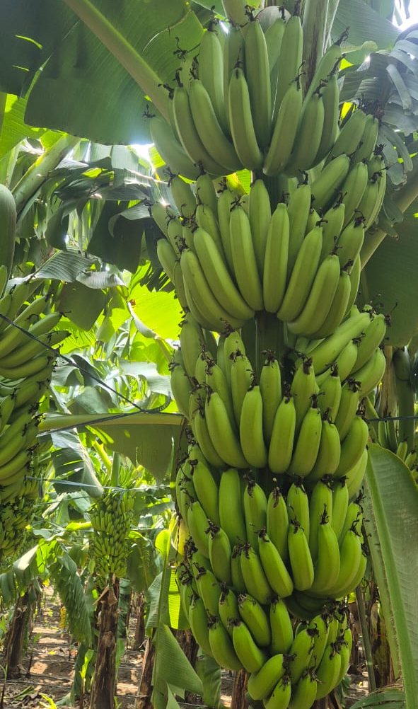 Full bunch of green G9 bananas on a farm in Solapur, India