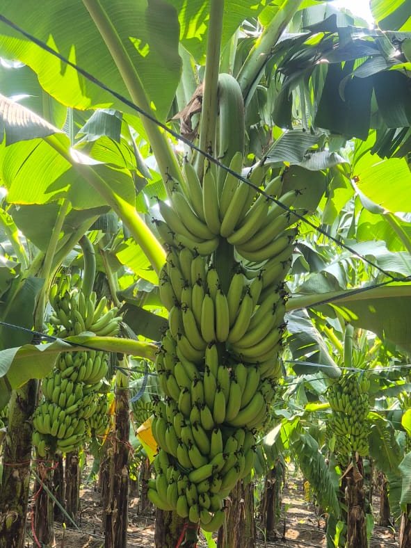 Banana bunch hanging in a drip-irrigated row